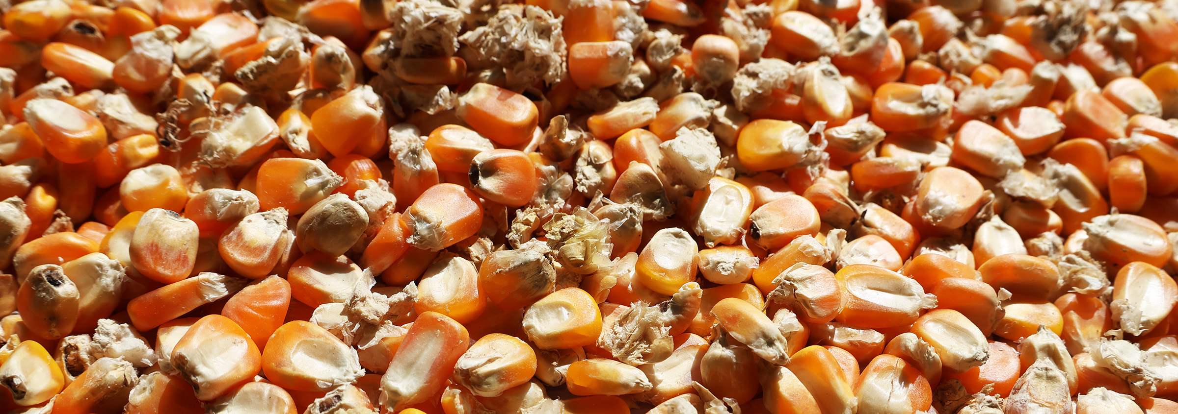 Le pouvoir caché des grains propres : Améliorez la qualité, les bénéfices et l’efficacité